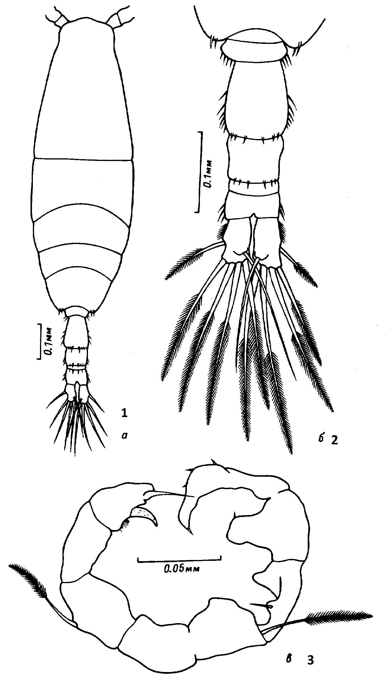 Espèce Acartia (Acartiura) longiremis - Planche 18 de figures morphologiques